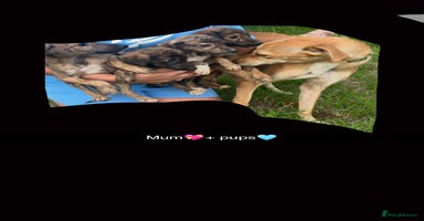 Mixed Breed dogs - Advert 4