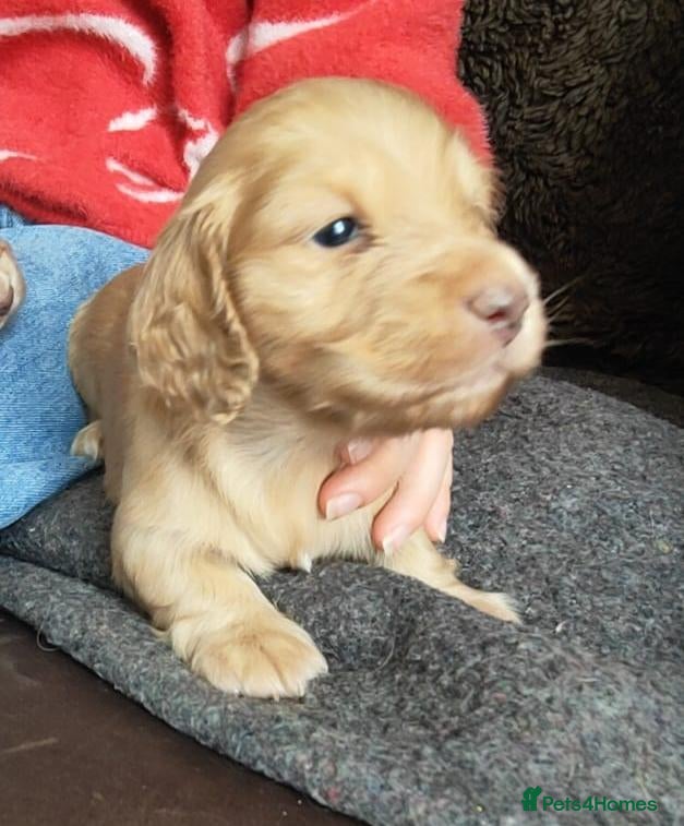 Miniature Dachshund dogs Miniature Long Haired Dachshund - Advert 6