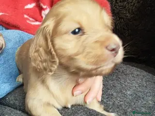 Miniature Dachshund dogs Miniature Long Haired Dachshund - Advert 6