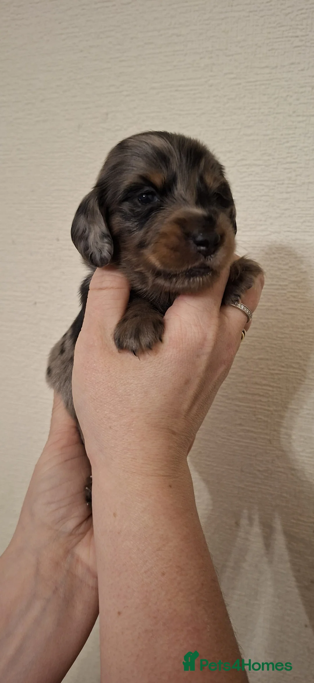 Miniature Dachshund dogs for sale: 5 gorgeous longhaired dachshunds!! 0.0% COI - Advert 3