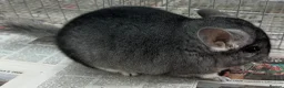 Chinchilla rodents for sale: Chipper, fabulously tame Standard boy  - Advert 7