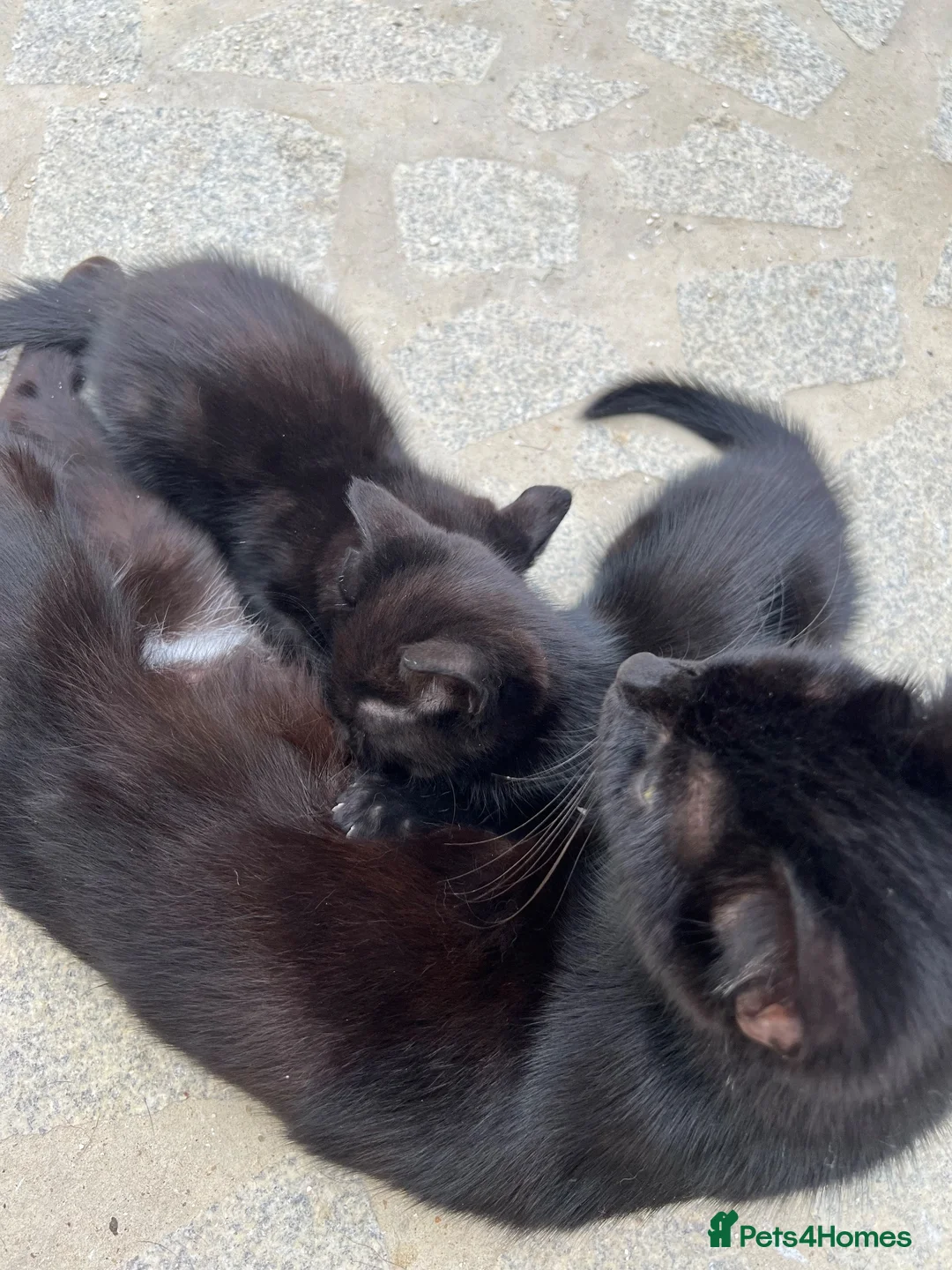 Mixed Breed cats for sale: Two beautiful kittens for sale 13 Weeks old - Advert 5