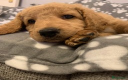 Double Doodle dogs for sale: Beautiful rare litter of Double Doodles - Image 11