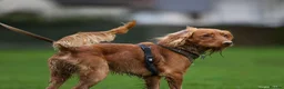 Cockapoo dogs for stud: Male Red Cockapoo Stud in Coventry - Advert 2