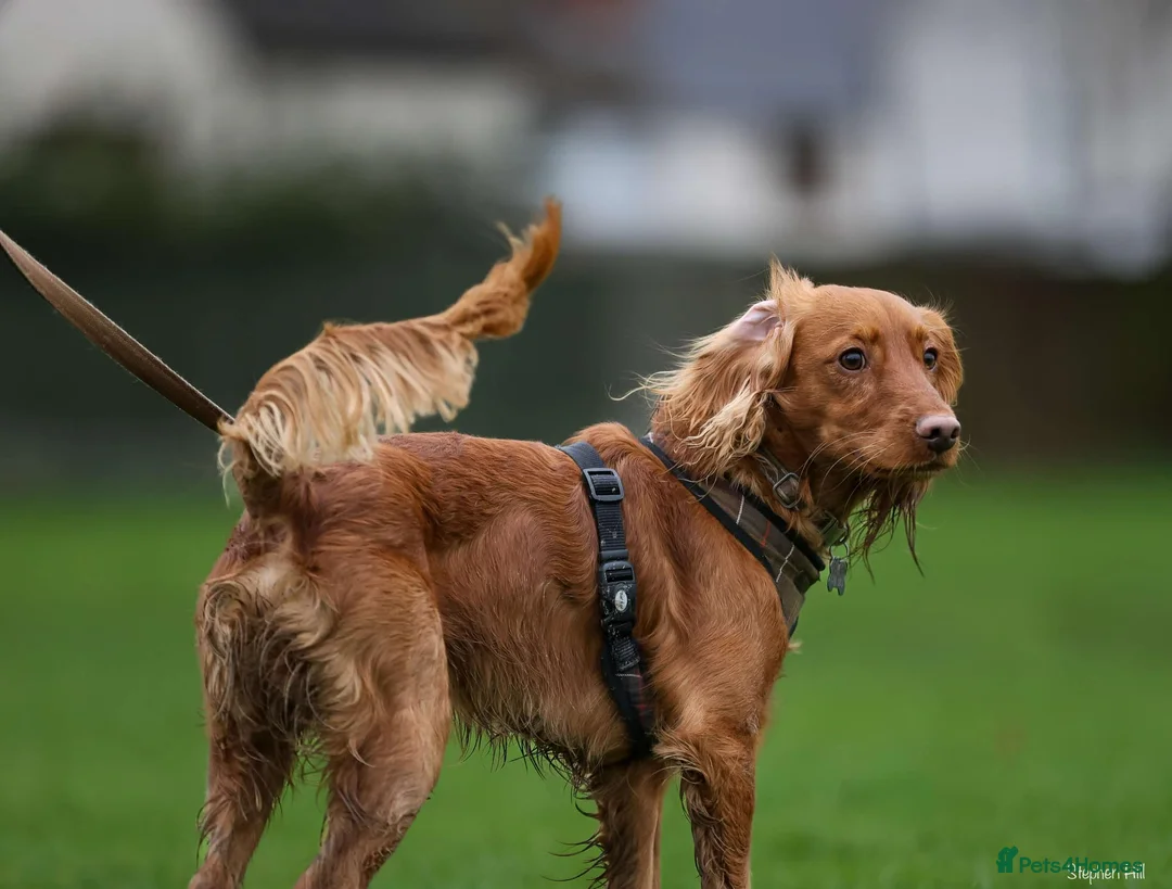 Cockapoo dogs for stud: Male Red Cockapoo Stud in Coventry - Advert 2