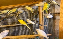 Budgerigars birds for sale: Colourful Budgies For Sale. - Image 7