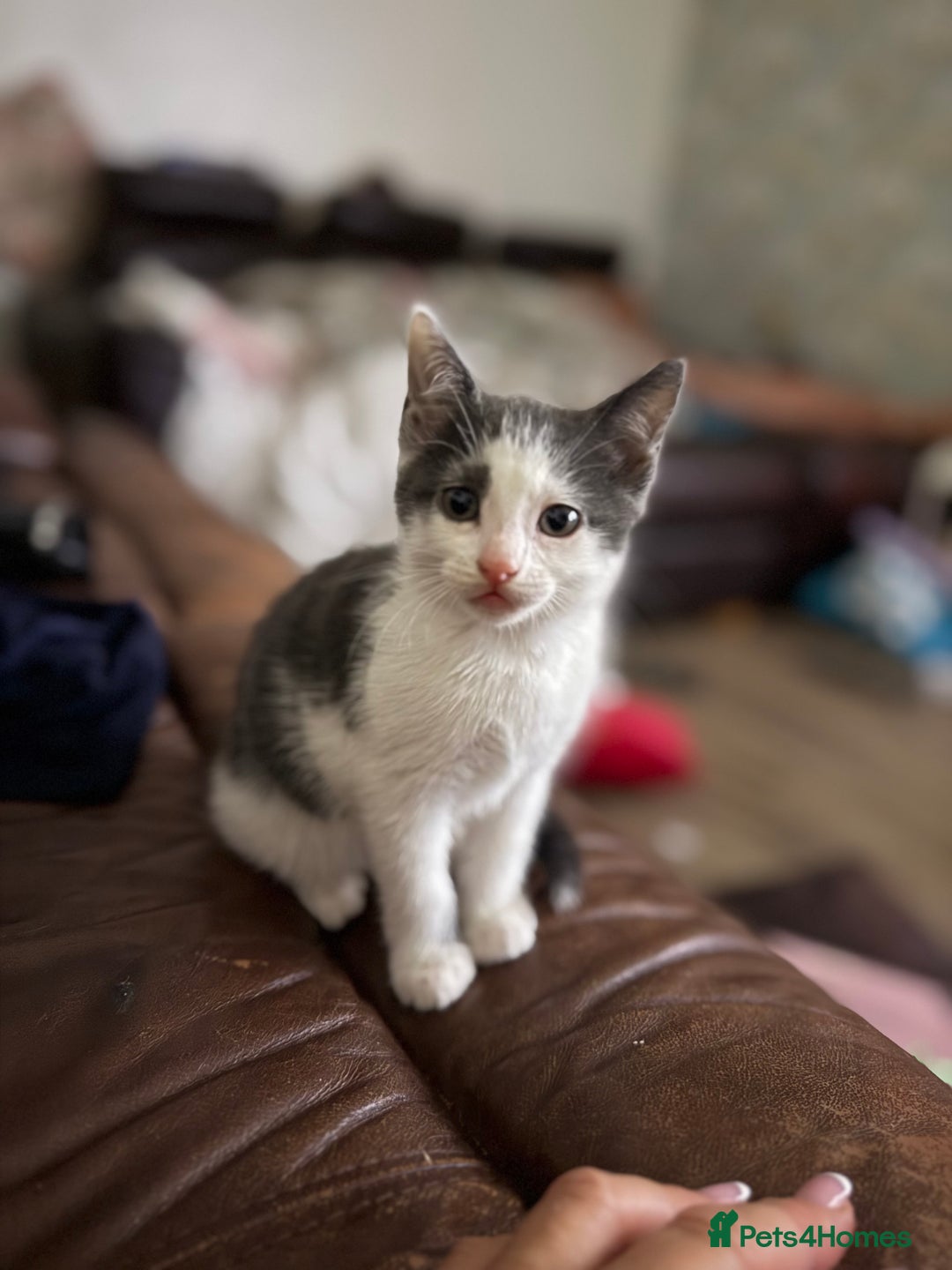 Mixed Breed cats for sale: Beautiful kittens ready now  - Image 3