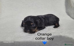 Cavapoo dogs for sale: Stunning litter of cavapoos - Image 13