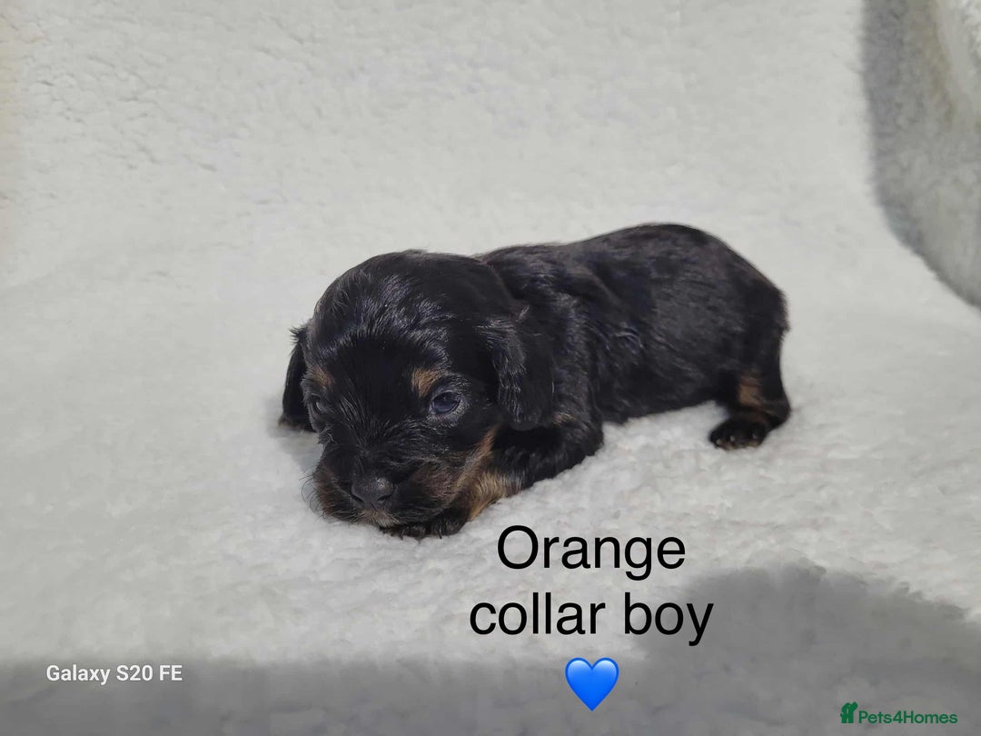 Cavapoo dogs for sale: Stunning litter of cavapoos - Image 13