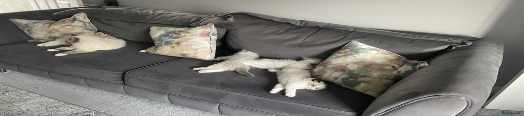 Ragdoll Kitten 3