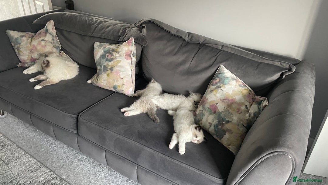 Ragdoll cats for sale: *READY TO GO* 1 beautiful girl ragdoll in Liversedge - Image 9