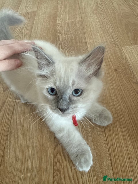 Ragdoll cats READY NOW Purebreed Ragdolls  - Advert 3