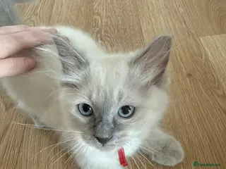 Ragdoll cats READY NOW Purebreed Ragdolls - Advert 3