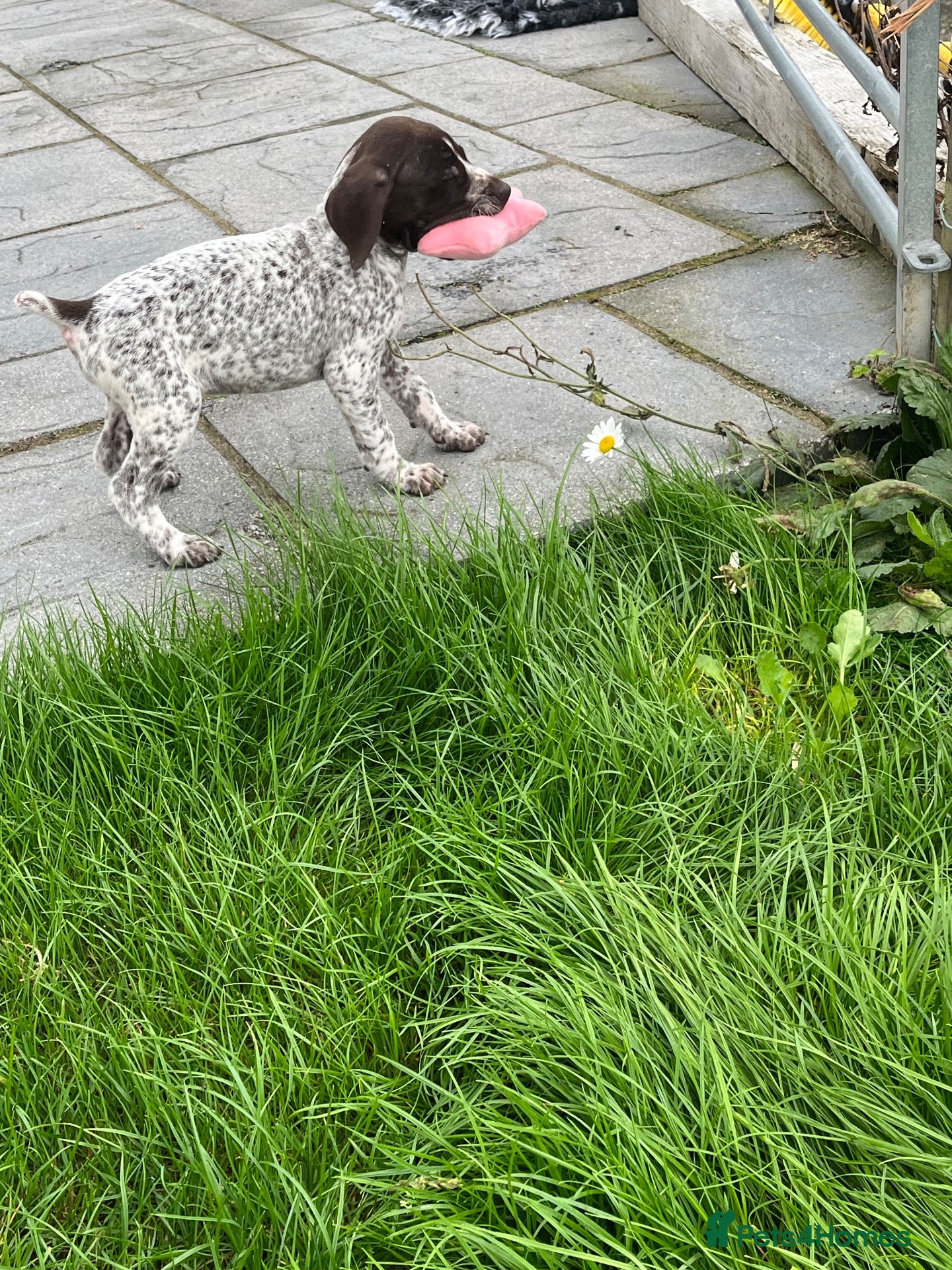 German Shorthaired Pointer dogs German shorthair pointer puppies - Advert 11