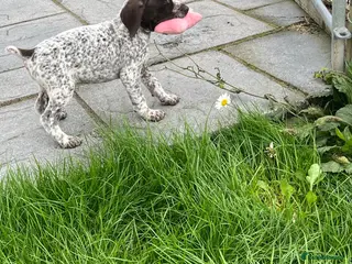 German Shorthaired Pointer dogs German shorthair pointer puppies - Advert 5