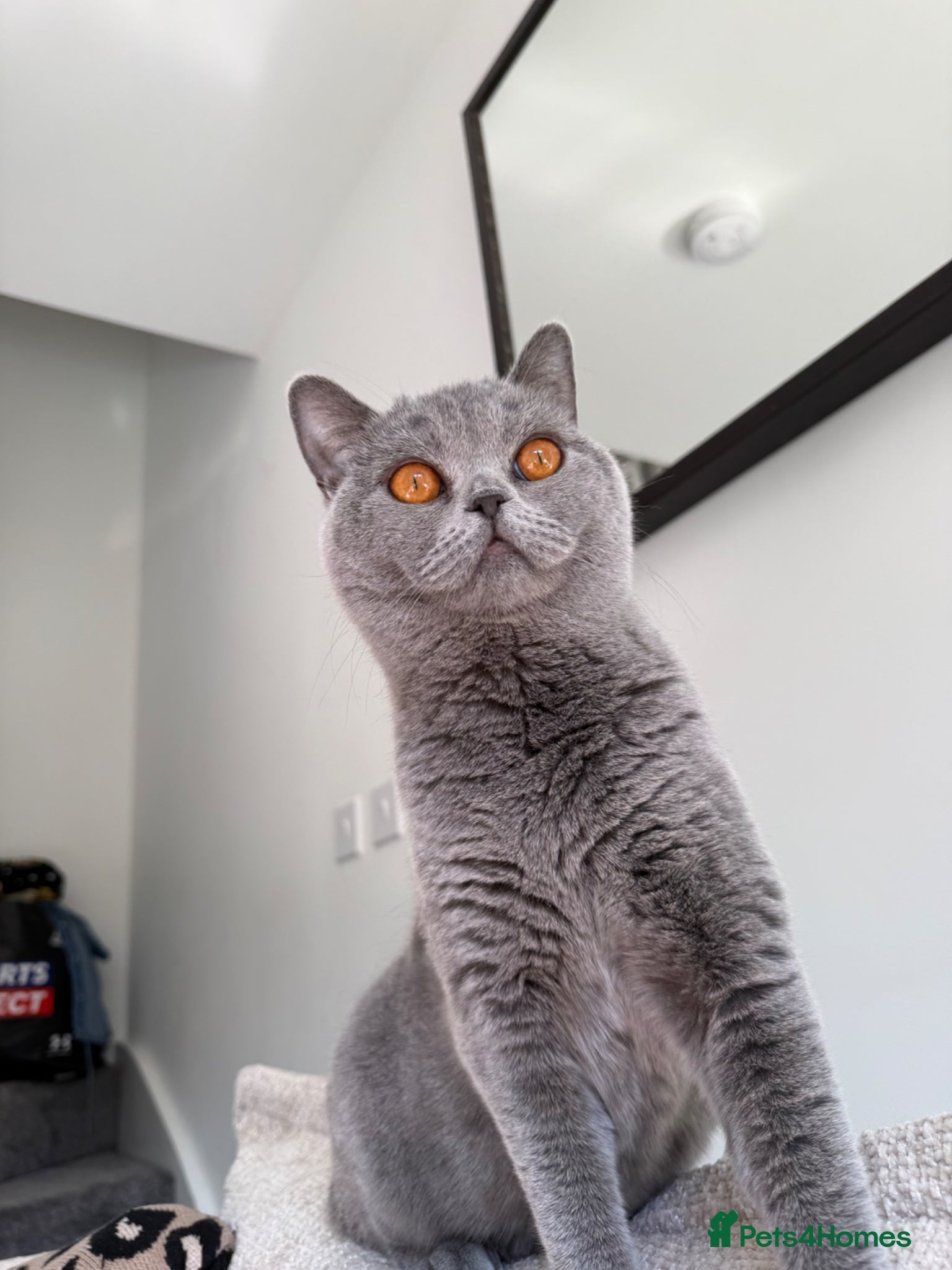 British Shorthair cats British Blue Shorthair  - Advert 1