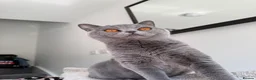 British Shorthair cats for sale: British Blue Shorthair  - Advert 1
