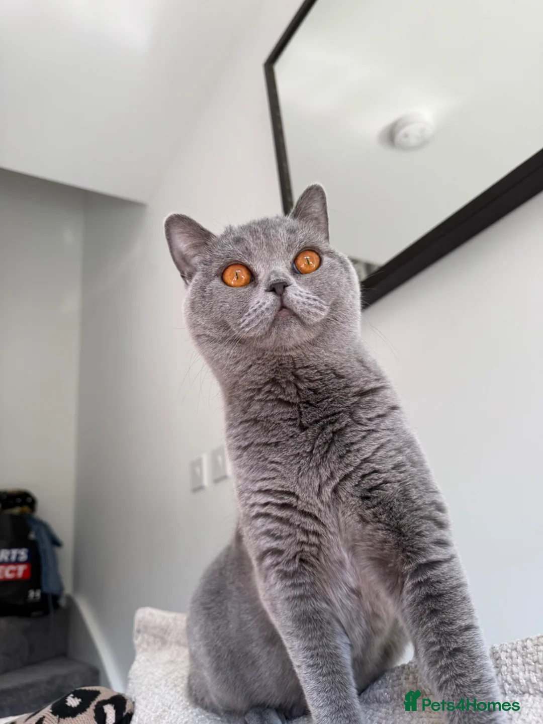 British Shorthair cats for sale: British Blue Shorthair  - Advert 1
