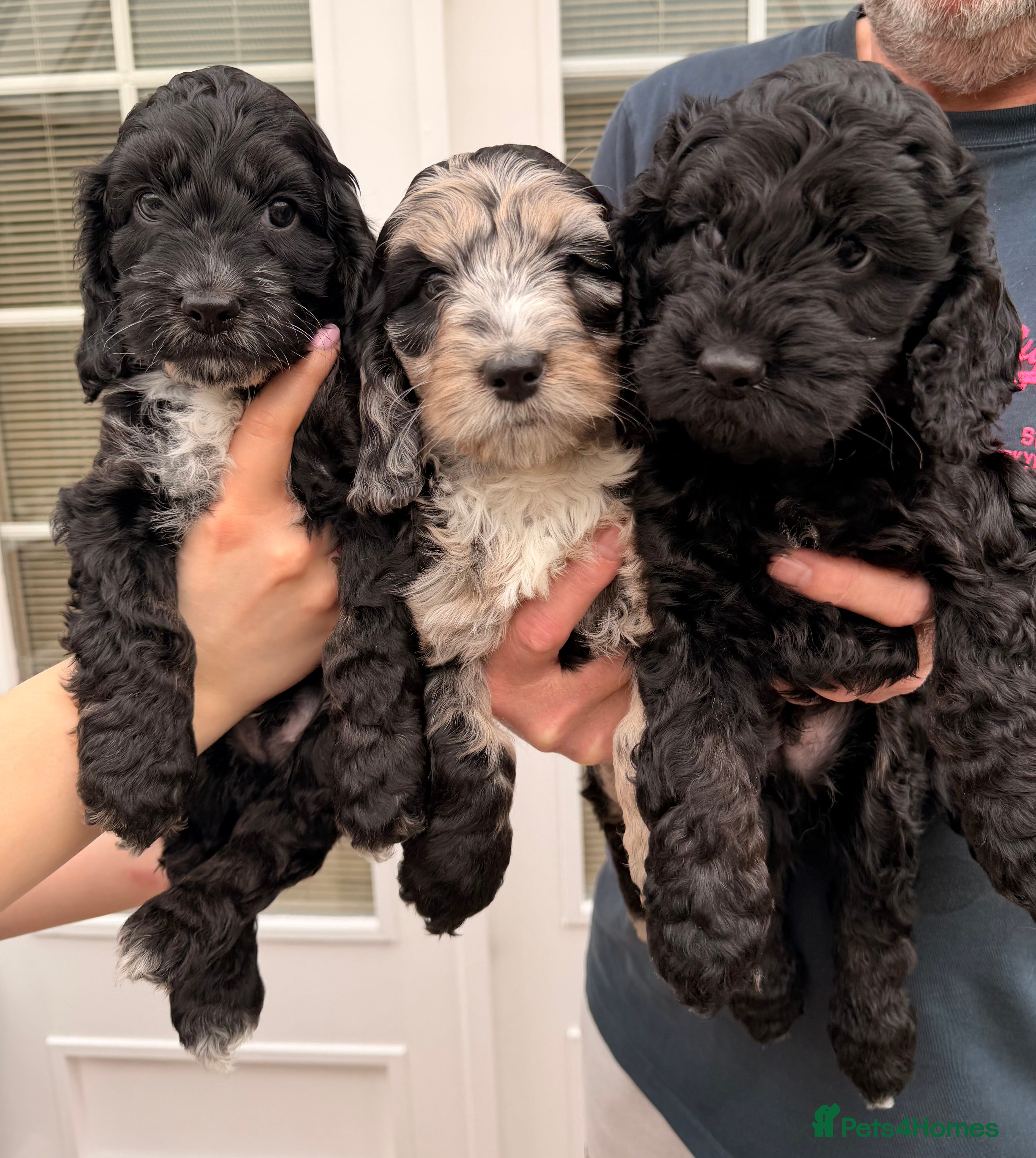 Cockapoo dogs F1 Cockapoo Puppies - Advert 3