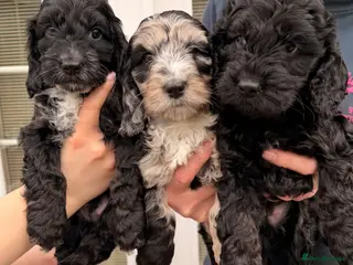 Cockapoo dogs F1 Cockapoo Puppies - Advert 3