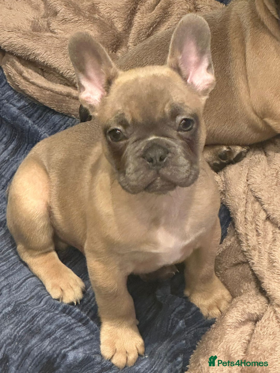 French Bulldog dogs for sale: Gorgeous French bulldog boy.  - Advert 1