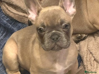 French Bulldog dogs Gorgeous French bulldog boy. - Advert 1
