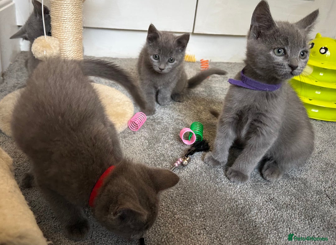 Russian Blue cats for sale: Russian Blue Kittens  - Image 8