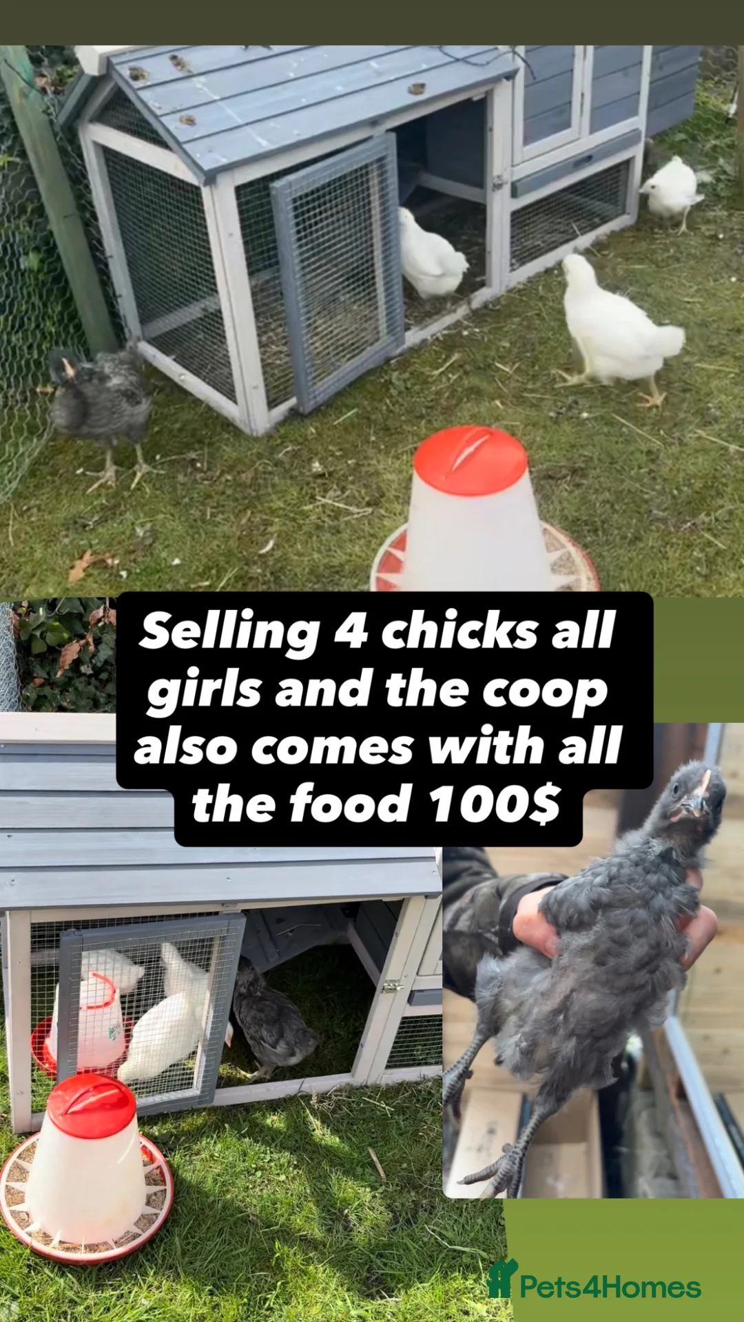 Mixed Breed livestock for sale: 4 chickens for sale also coop  - Advert 1