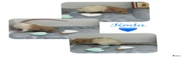 Rat rodents for sale: Baby Dumbo Rats  - Advert 12