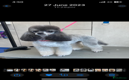Toy Poodle dogs for sale: Gorgeously Pedigree Toy Poodle Babies - Image 27