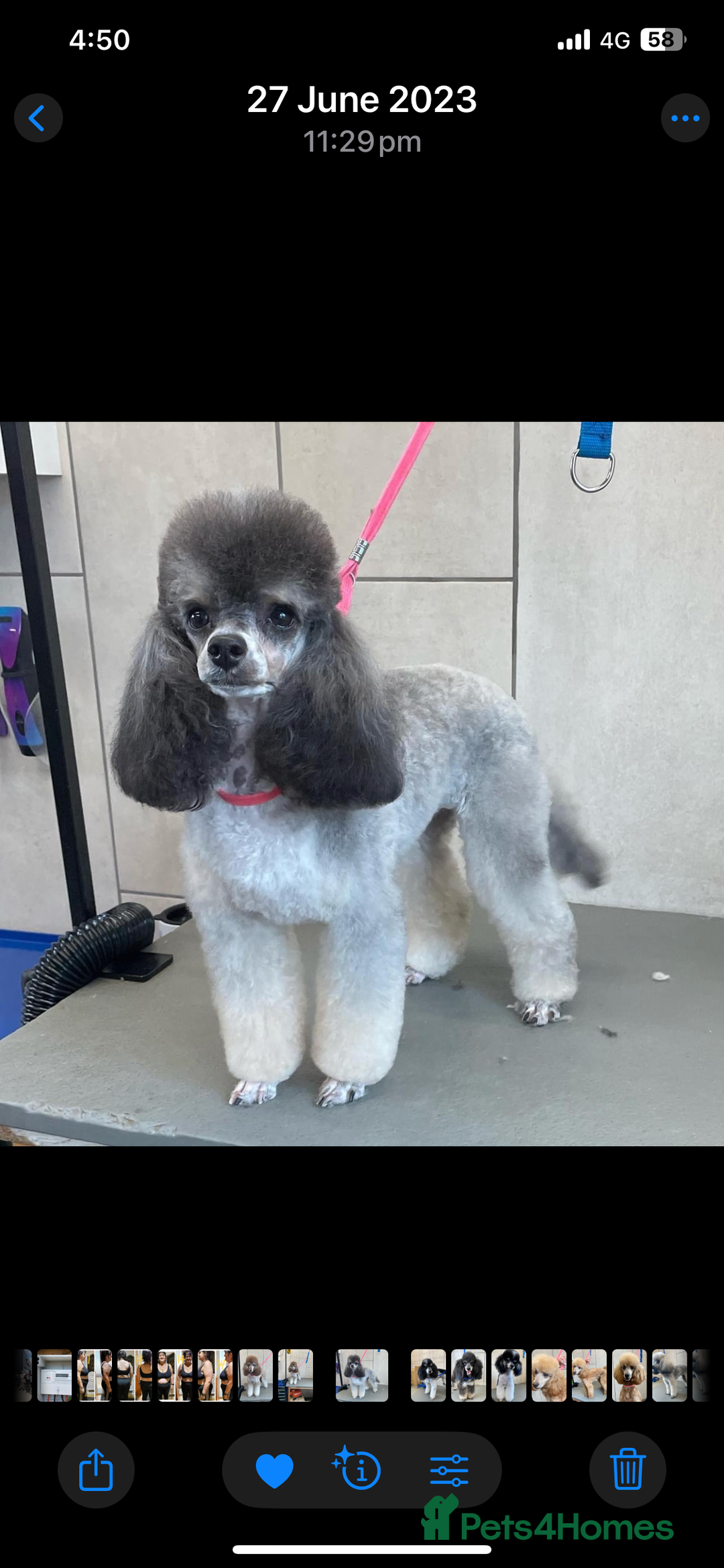 Toy Poodle dogs for sale: Gorgeously Pedigree Toy Poodle Babies - Image 27