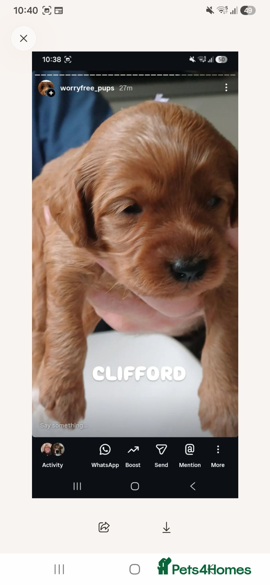 Cavapoo dogs Heslth-Tested Cavapoos-Raised with ENS & ESI   - Advert 1