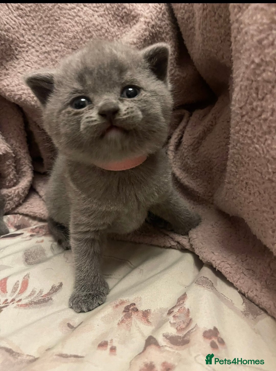 British Shorthair cats for sale: 🐾 Meet Leia- Female British Shorthair 🐾  - Advert 1