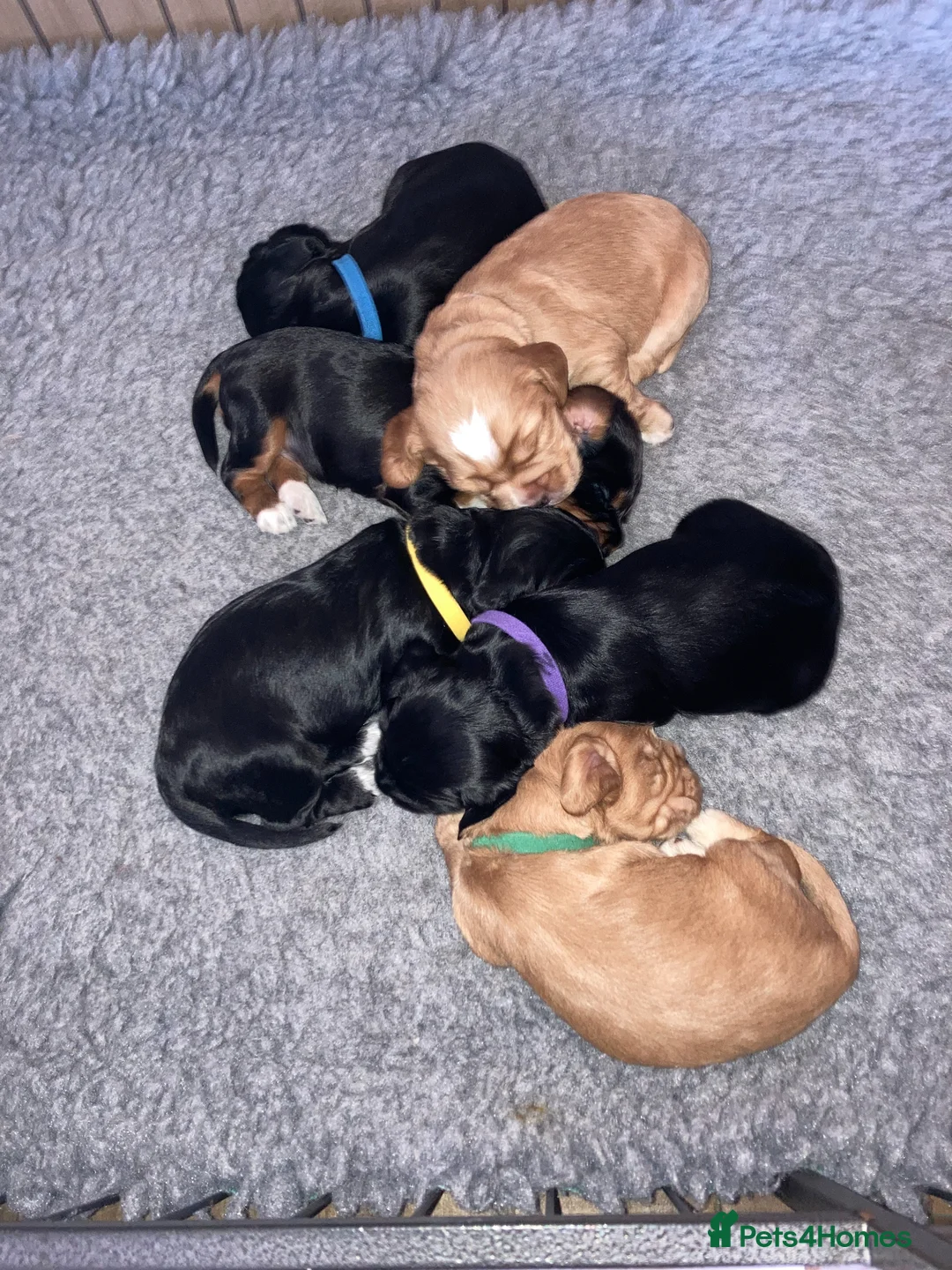 Cocker Spaniel dogs for sale: Cocker spaniel pups - Advert 3