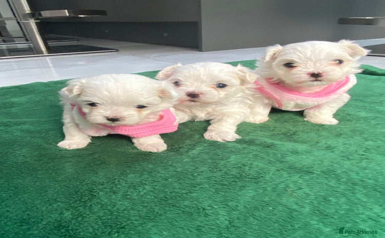 Maltese dogs - Advert 2