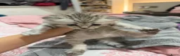 Mixed Breed cats for sale: Beautiful BSH × Siberian Kittens🤍 in Oldham - Advert 20