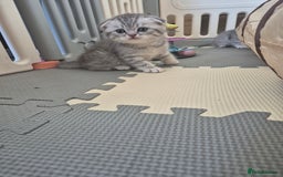 Scottish Fold cats for sale: Scottish Fold/Straight kittens  - Image 20