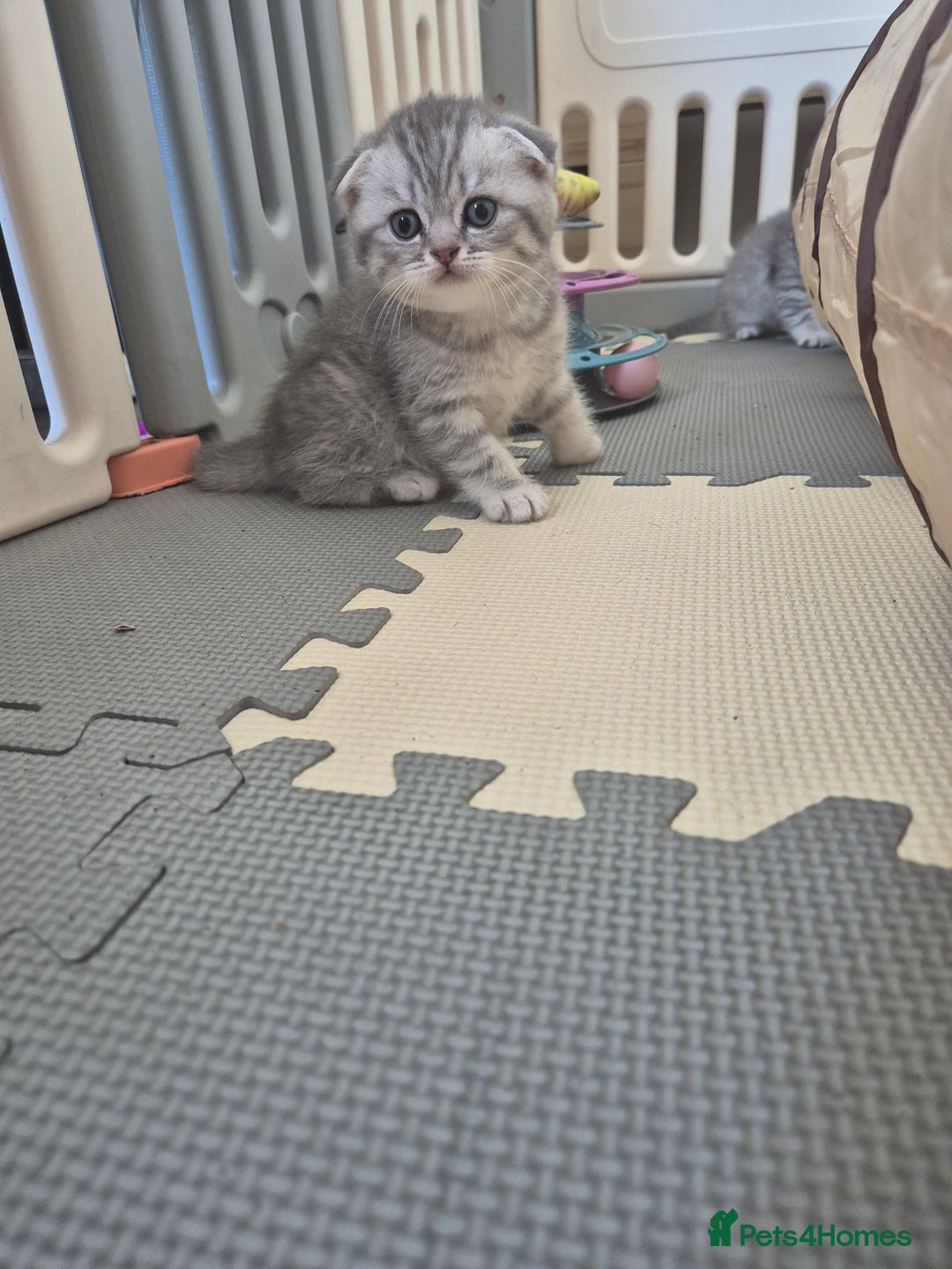 Scottish Fold cats for sale: Scottish Fold/Straight kittens  - Image 20