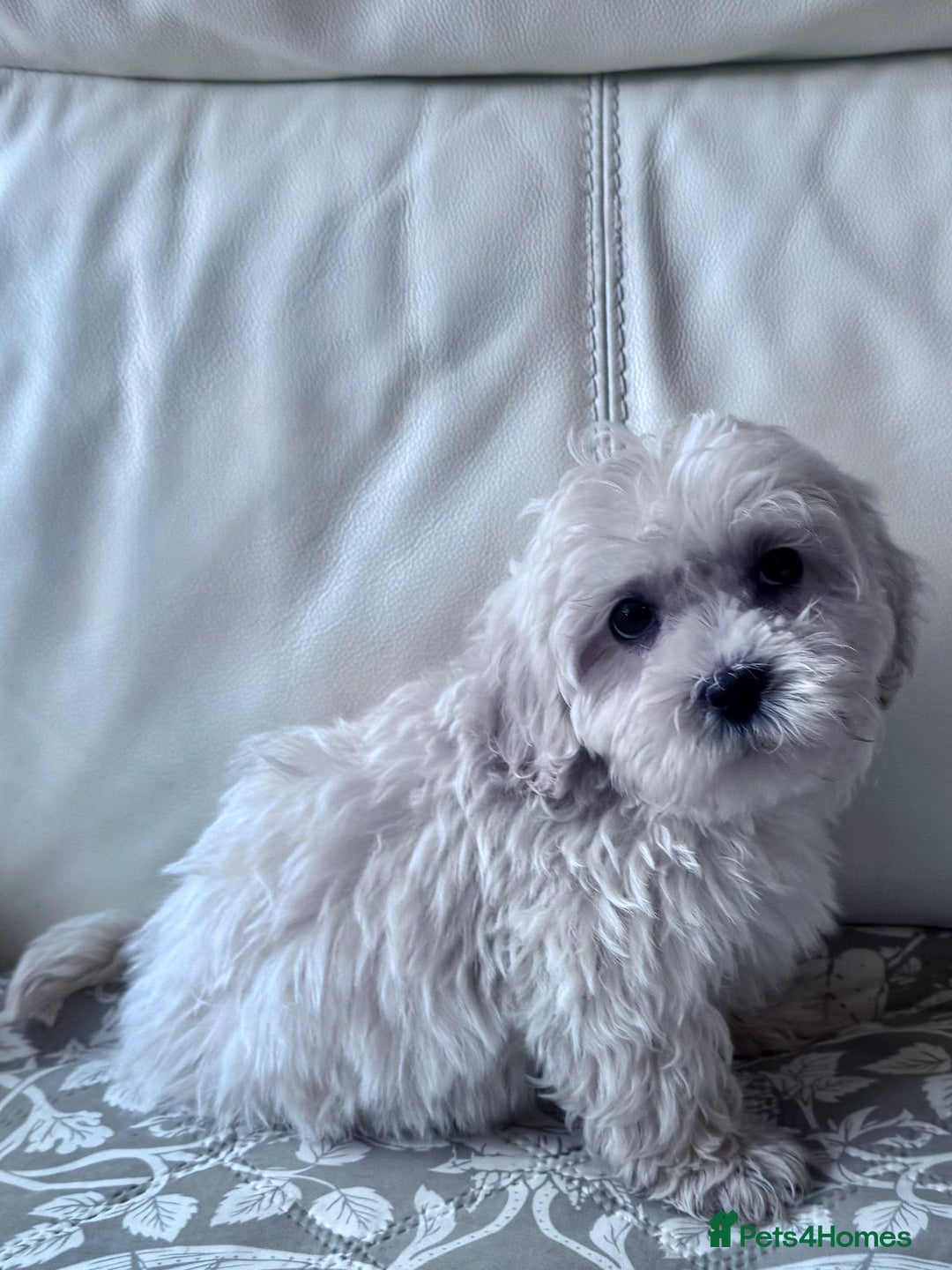 Shihpoo dogs for sale: Shihpoo puppys - Advert 7