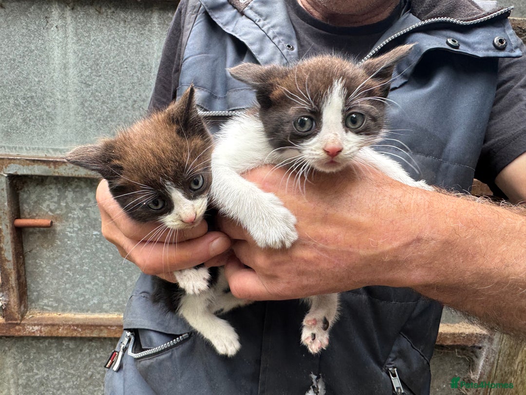 Domestic Shorthair cats for sale: Farm kittens - Image 2