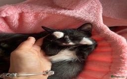 Mixed Breed cats for sale: 2 beautiful kittens left mixed breed - Image 2