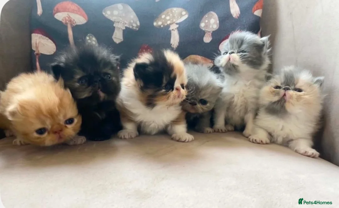 Persian cats for sale: Pure Persian kittens - Advert 1