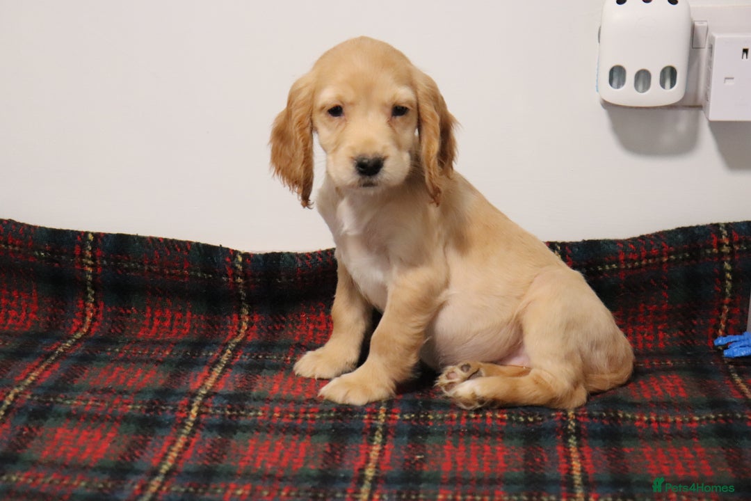 Cocker Spaniel dogs for sale: Stunning Cocker Spaniel Puppies. Now ready.  - Advert 6