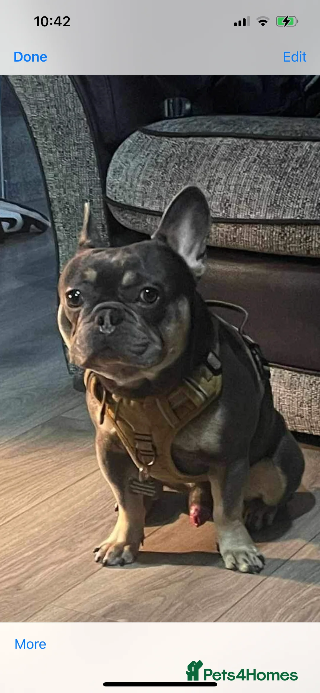 French Bulldog dogs for stud: Stunning French Bulldog For Stud - Advert 25