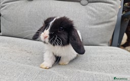 Mini Lop rabbits for sale: Mini lop babies  - Image 10