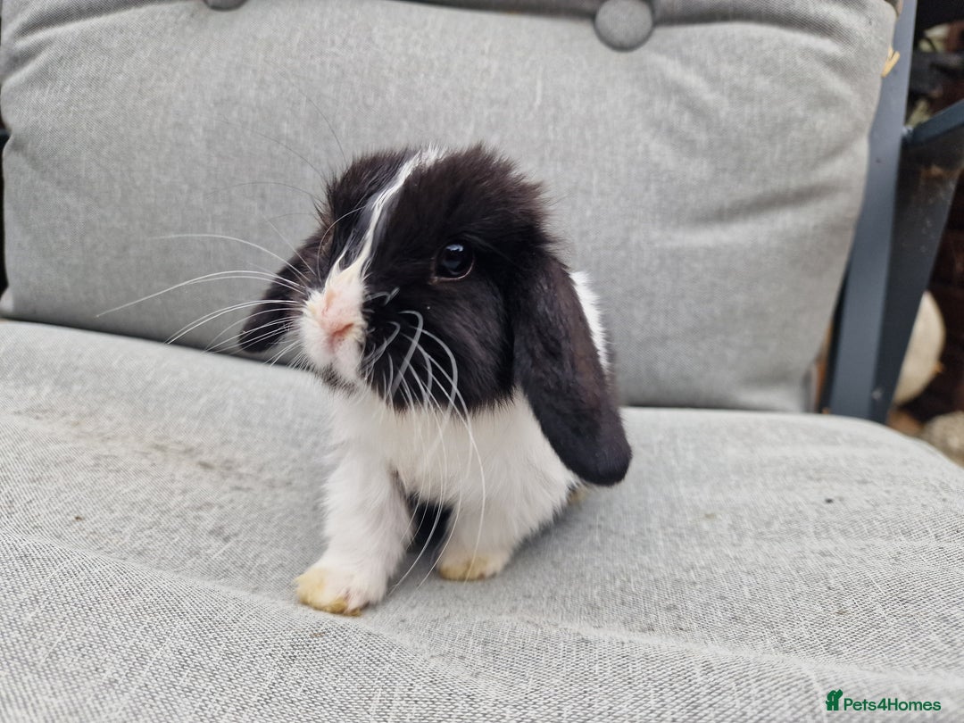 Mini Lop rabbits for sale: Mini lop babies  - Image 10