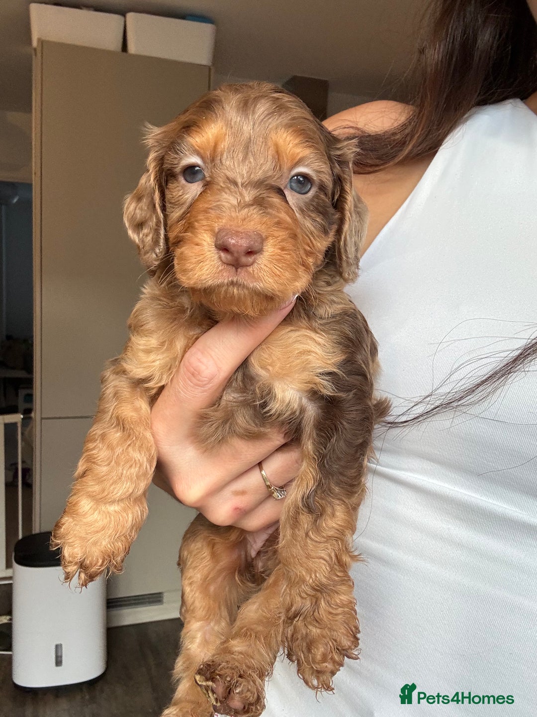 Cockapoo dogs for sale: Merle, Tri& Chocolate f2 Cockapoos (8boys 3girls!) - Image 1