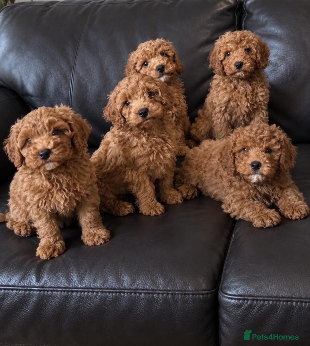 Cavapoo dogs F1b cavapoo Boys - Advert 1