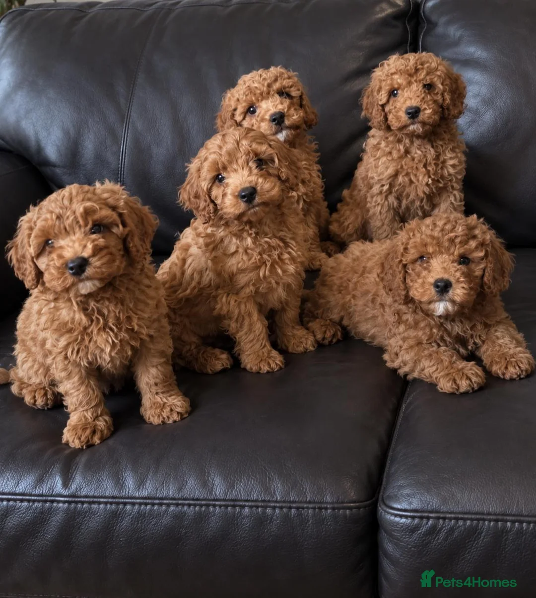 Cavapoo dogs for sale: F1b cavapoo Boys - Advert 1