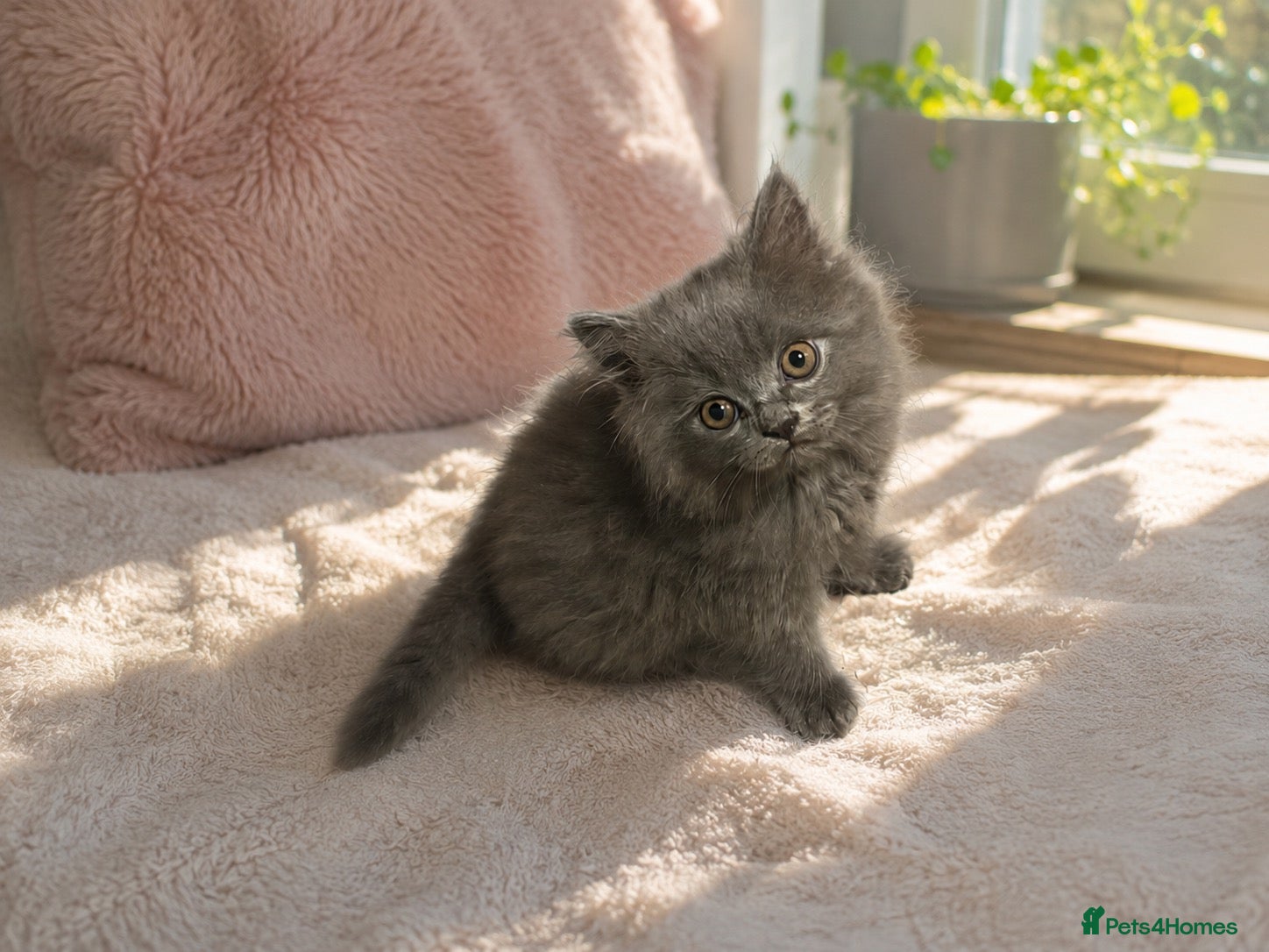 Ragdoll cats LAST BOY Ragdoll cross British longhair  - Advert 15